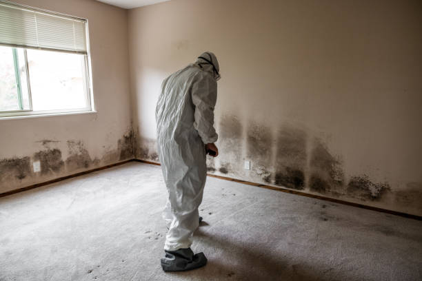 Best Commercial Mold Inspection  in Bell, CA