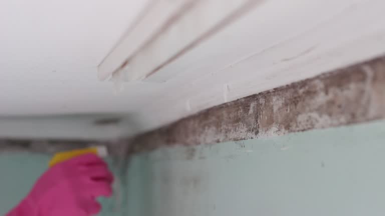 Mold Removal for HVAC Installations in Bell, CA